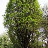 Дуб обыкновенный Quercus robur 'Fastigiata'